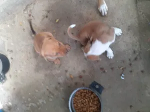 Cachorro raça Vira lata idade 2 a 6 meses nome Porthos