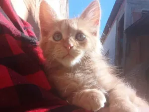Gato raça SRD idade 2 a 6 meses nome Flor