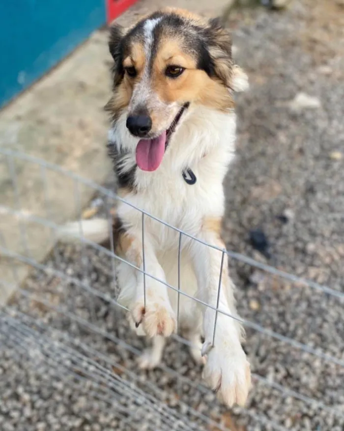 Cachorro ra a Border Colier  idade 1 ano nome Não sei 