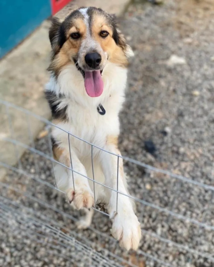 Cachorro ra a Border Colier  idade 1 ano nome Não sei 