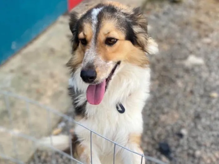 Cachorro ra a Border Colier  idade 1 ano nome Não sei 