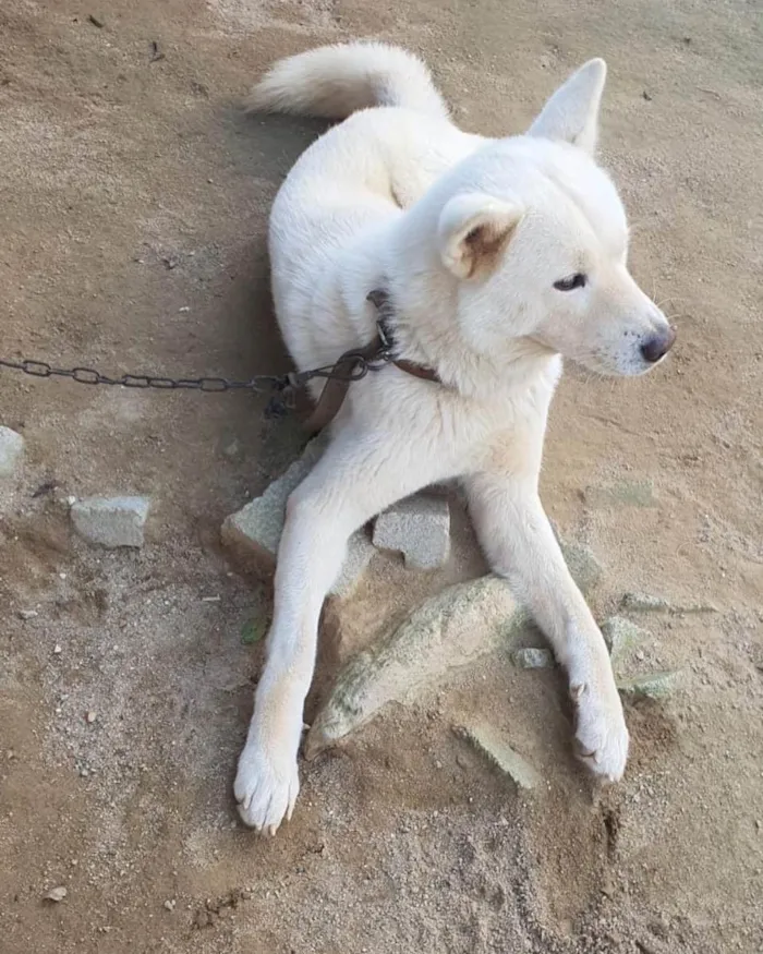 Cachorro ra a Akita  idade 3 anos nome Não sei 