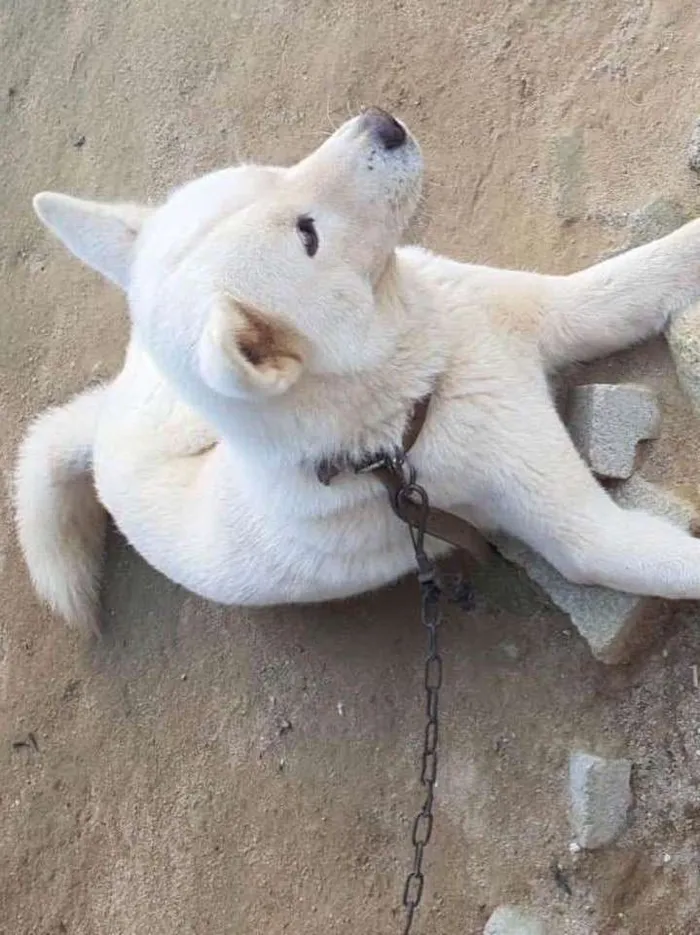 Cachorro ra a Akita  idade 3 anos nome Não sei 