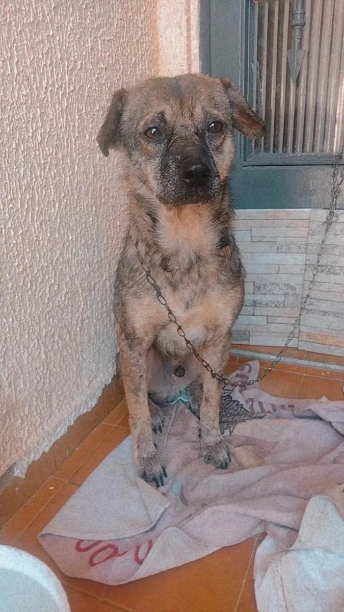 Cachorro ra a Vira lata idade 3 anos nome Simba