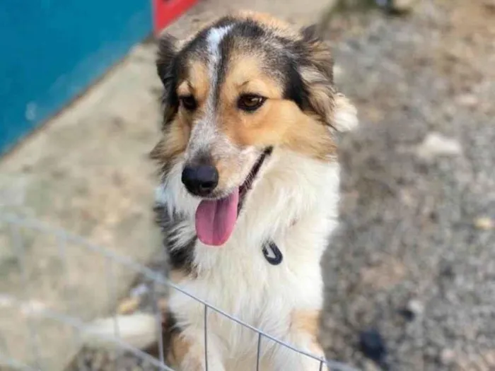 Cachorro ra a Border Colier  idade 1 ano nome Não sei 