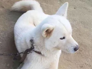 Cachorro raça Akita  idade 3 anos nome Não sei 