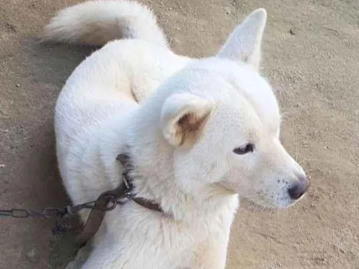 Cachorro ra a Akita  idade 3 anos nome Não sei 