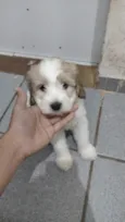 Não tem 