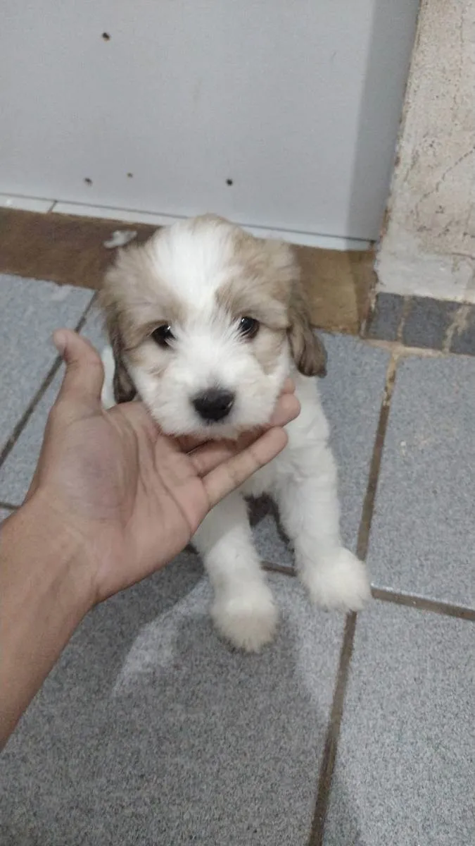 Cachorro raça Não tem  idade Abaixo de 2 meses nome Não tem 
