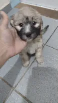Não tem 