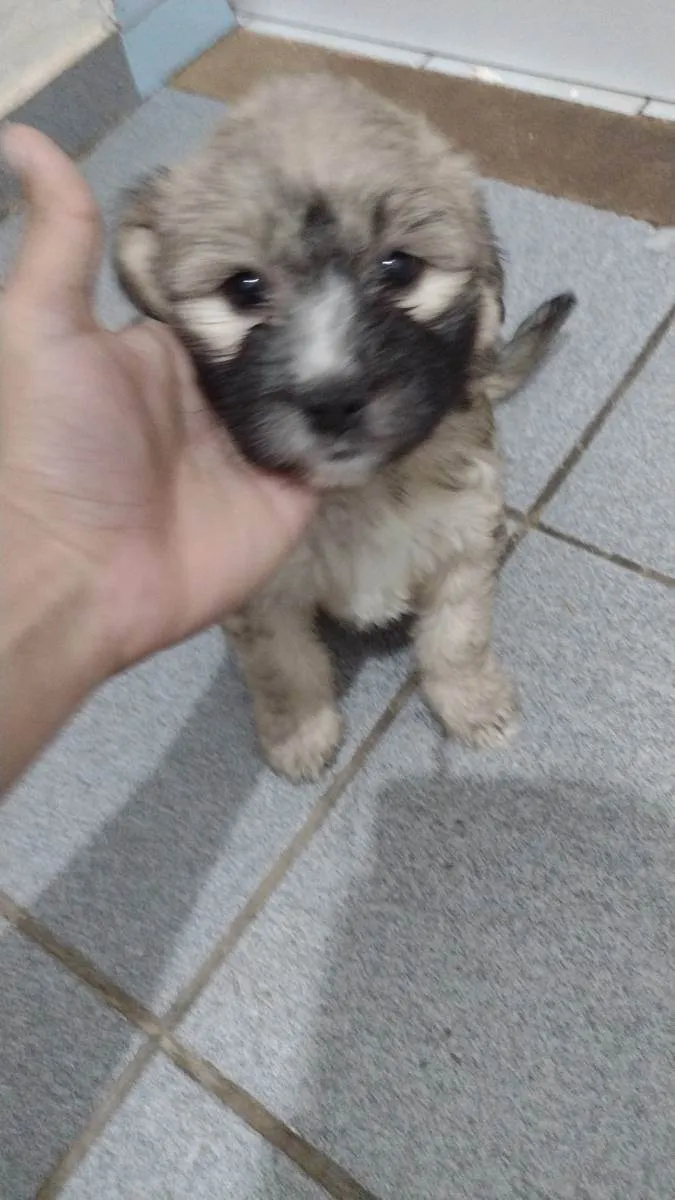 Cachorro raça Não tem  idade Abaixo de 2 meses nome Não tem 