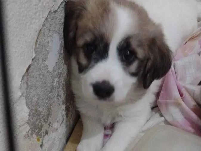 Cachorro raça Não tem  idade Abaixo de 2 meses nome Não tem 