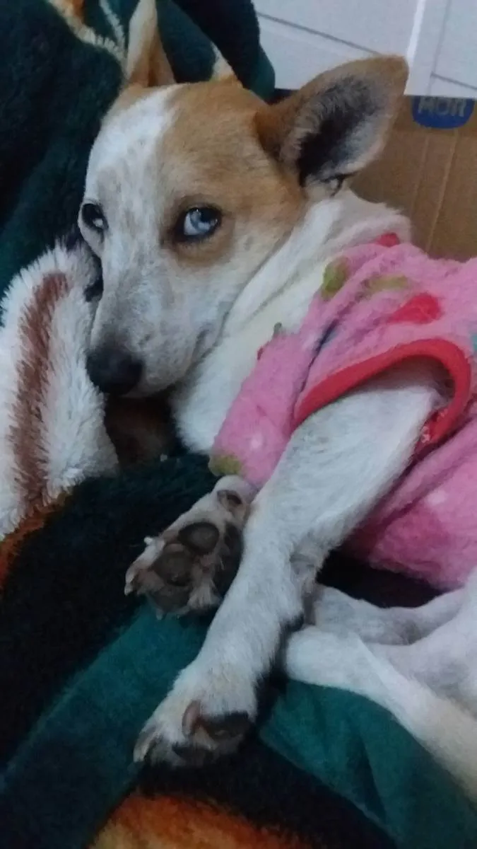 Cachorro ra a  idade 4 anos nome Mimosa