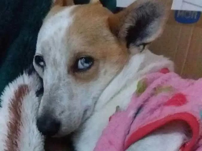 Cachorro ra a  idade 4 anos nome Mimosa