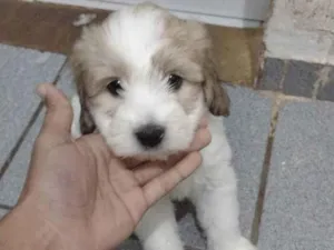 Cachorro raça Não tem  idade Abaixo de 2 meses nome Não tem 