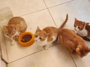 Gato raça Srd idade 2 a 6 meses nome Mia