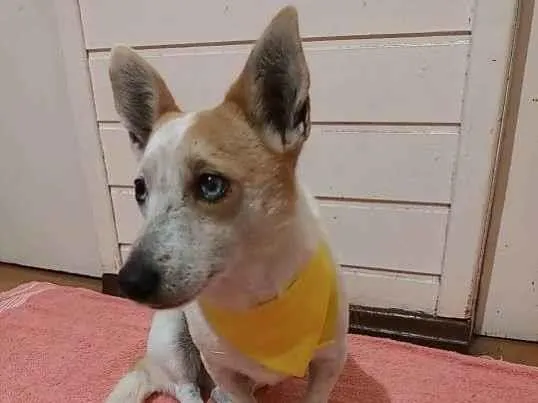 Cachorro ra a  idade 4 anos nome Mimosa
