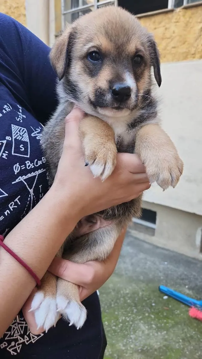 Cachorro ra a  idade 2 a 6 meses nome Filhotes 