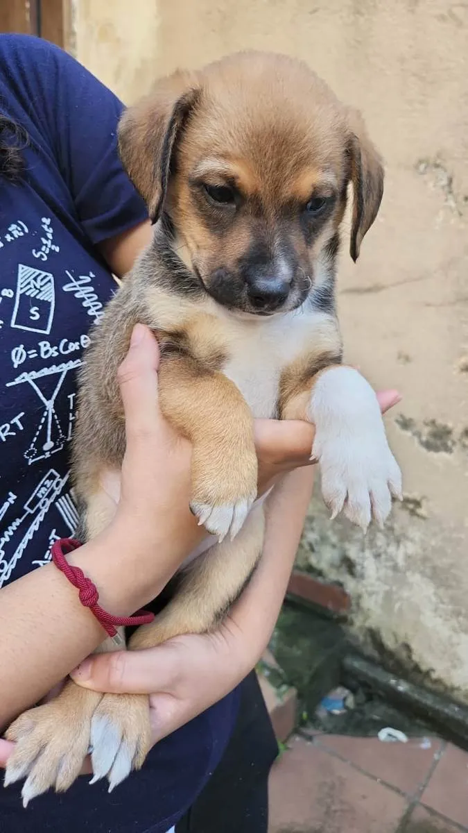 Cachorro ra a  idade 2 a 6 meses nome Filhotes 