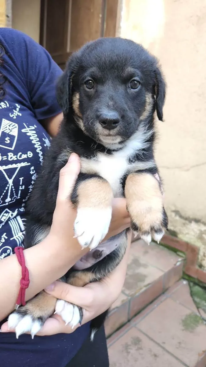 Cachorro ra a  idade 2 a 6 meses nome Filhotes 