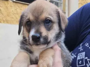 Cachorro raça  idade 2 a 6 meses nome Filhotes 