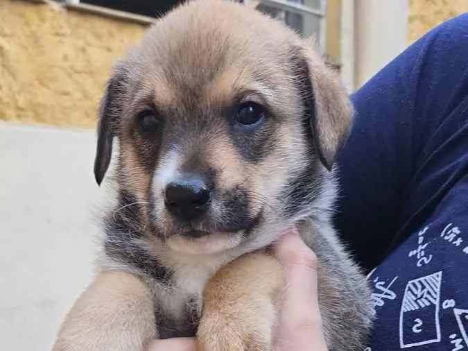 Cachorro ra a  idade 2 a 6 meses nome Filhotes 