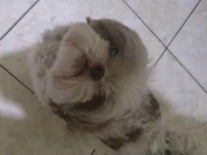 Cachorro raça Shih-tzu idade 2 a 6 meses nome Meggie