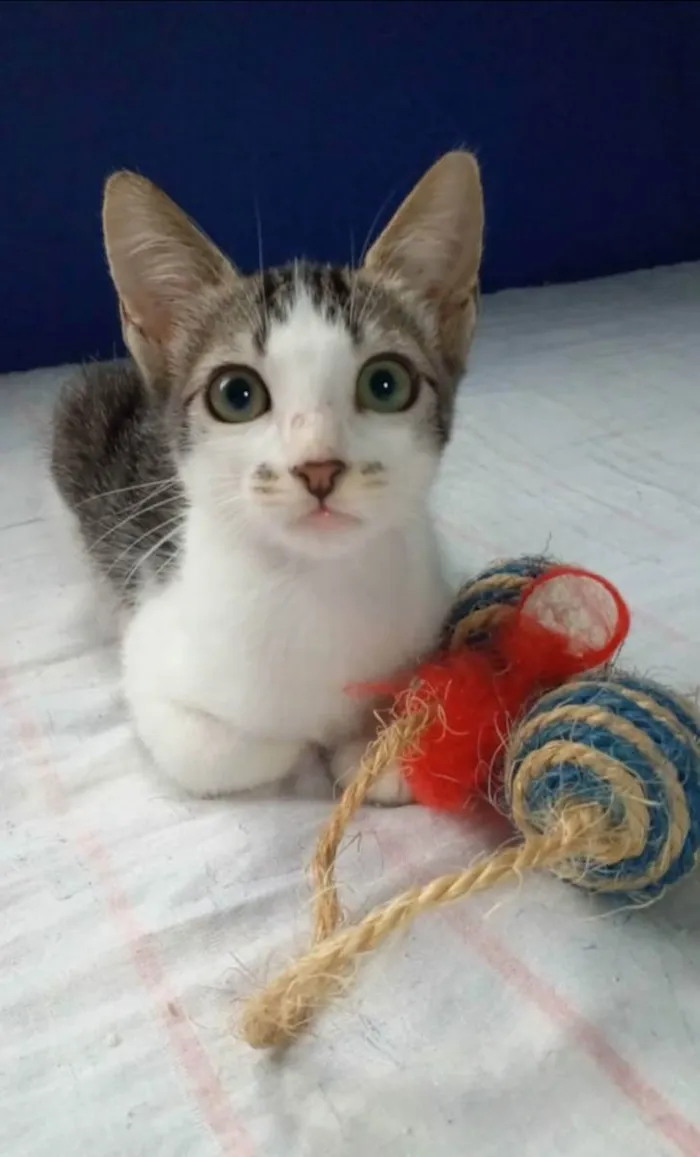 Gato ra a srd frajolinha  idade 2 a 6 meses nome MARTIN