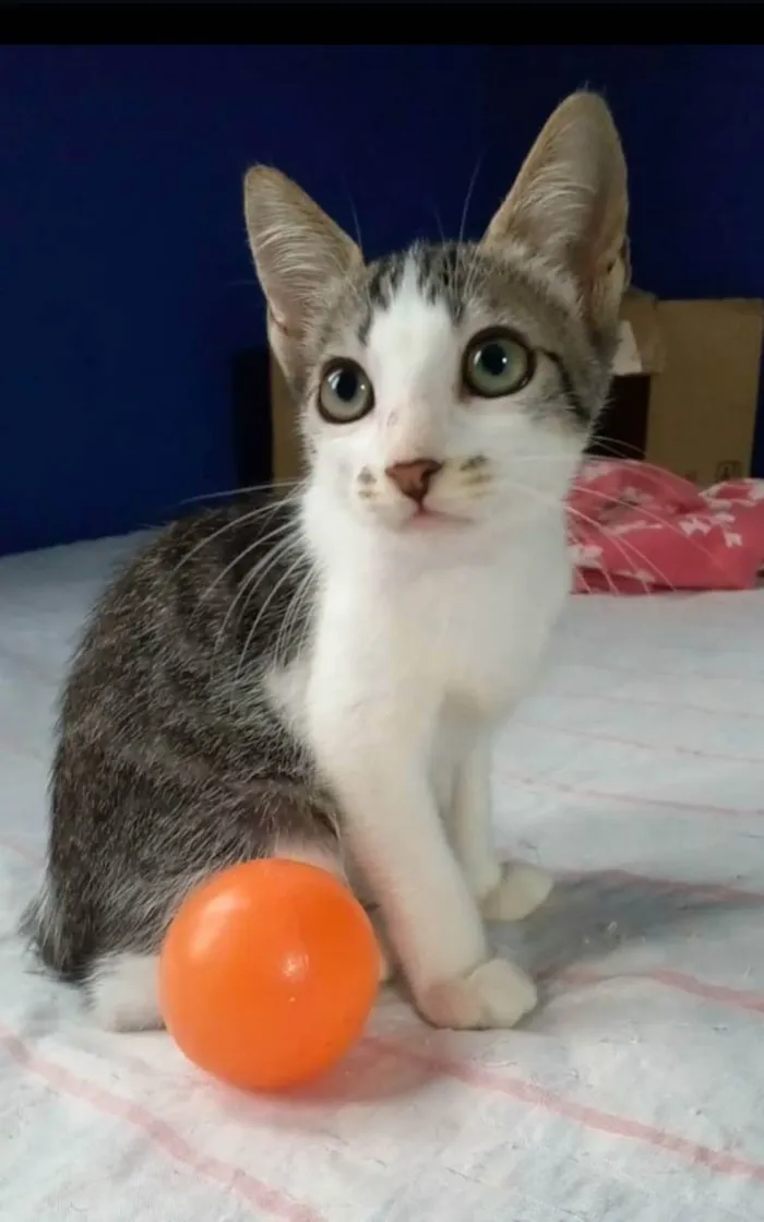 Gato ra a srd frajolinha  idade 2 a 6 meses nome MARTIN