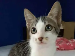 Gato raça srd frajolinha  idade 2 a 6 meses nome MARTIN