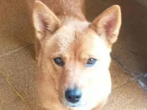 Cachorro raça Mix de chow chow idade 3 anos nome Linda
