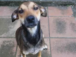 Cachorro raça SRD idade 2 anos nome Jade