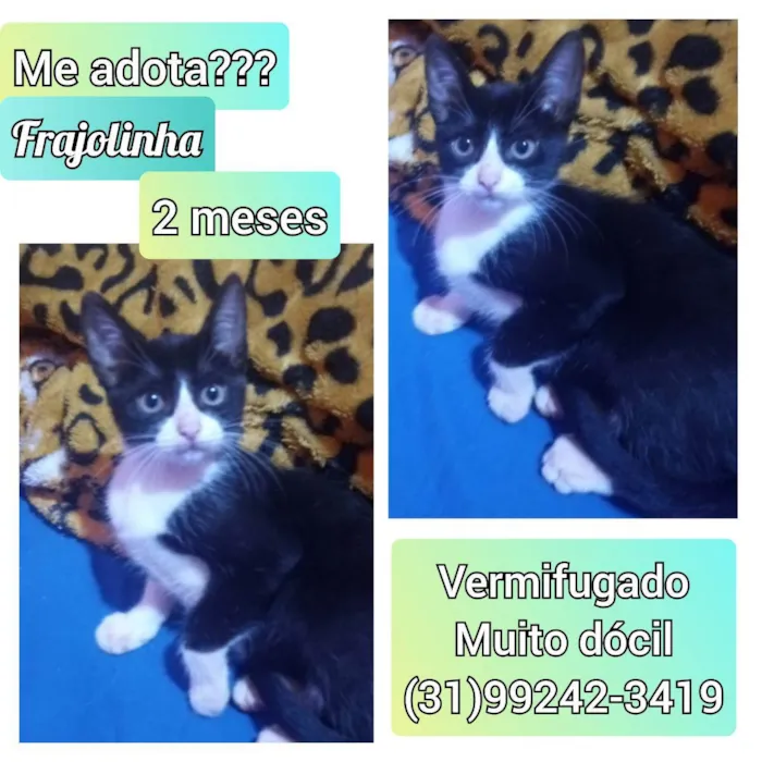 Gato raça SRD idade 2 a 6 meses nome Frajolinha