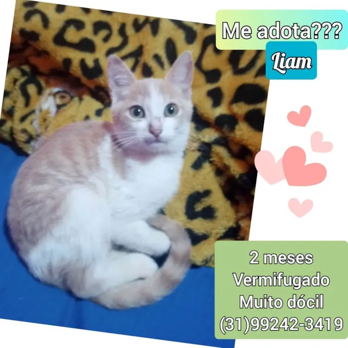 Gato raça SRD idade 2 a 6 meses nome Liam