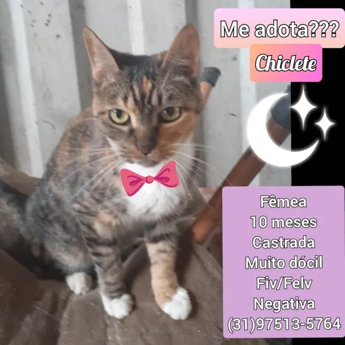 Gato raça SRD idade 7 a 11 meses nome Chiclete