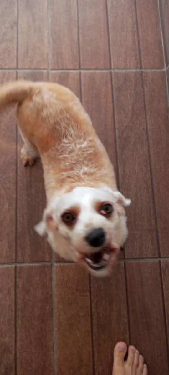 Cachorro ra a Poodle com vira lata idade 4 anos nome Hope