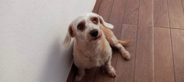 Cachorro ra a Poodle com vira lata idade 4 anos nome Hope