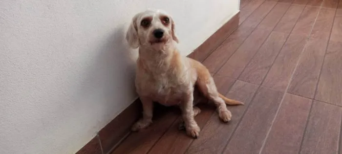 Cachorro ra a Poodle com vira lata idade 4 anos nome Hope