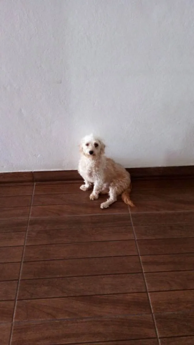 Cachorro ra a Poodle com vira lata idade 4 anos nome Hope