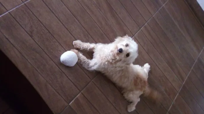 Cachorro ra a Poodle com vira lata idade 4 anos nome Hope