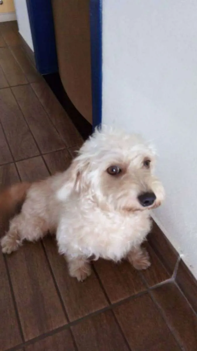 Cachorro ra a Poodle com vira lata idade 4 anos nome Hope