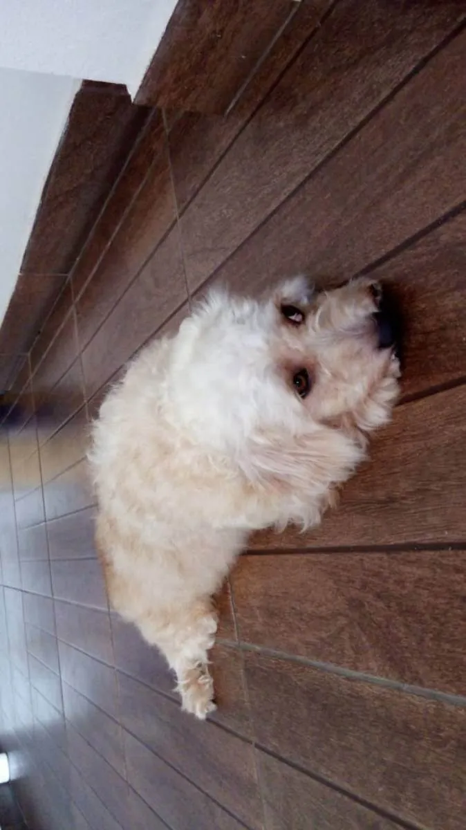 Cachorro ra a Poodle com vira lata idade 4 anos nome Hope