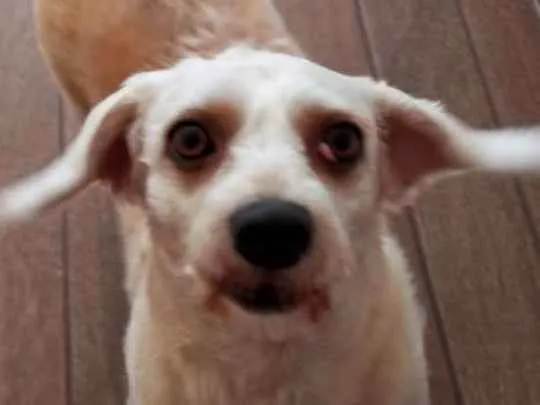 Cachorro ra a Poodle com vira lata idade 4 anos nome Hope