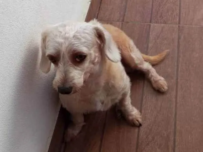 Cachorro ra a Poodle com vira lata idade 4 anos nome Hope