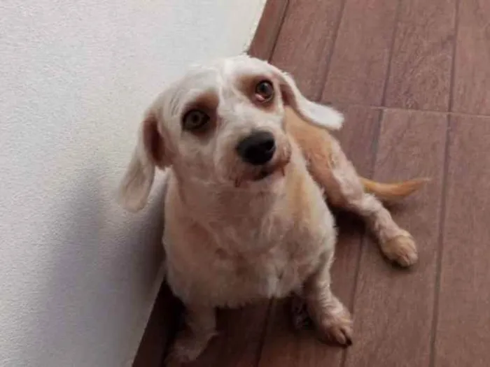 Cachorro ra a Poodle com vira lata idade 4 anos nome Hope