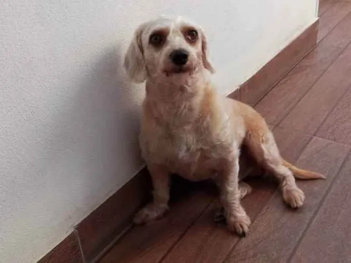 Cachorro ra a Poodle com vira lata idade 4 anos nome Hope
