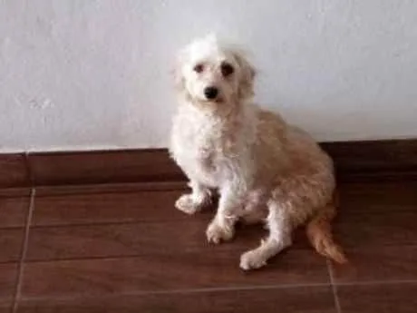 Cachorro ra a Poodle com vira lata idade 4 anos nome Hope