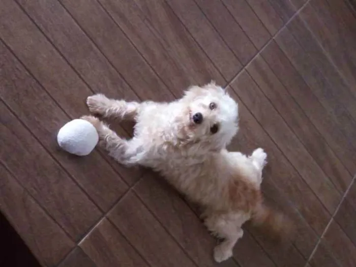 Cachorro ra a Poodle com vira lata idade 4 anos nome Hope