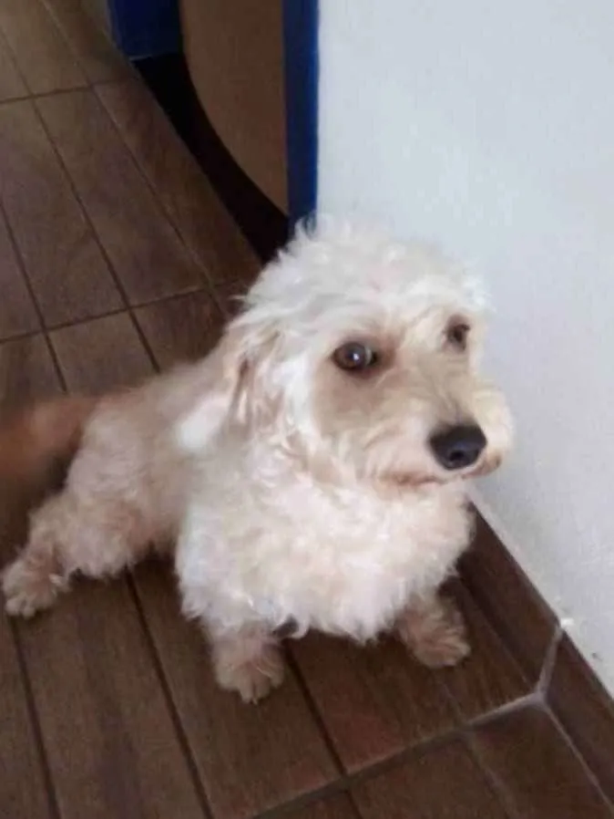 Cachorro ra a Poodle com vira lata idade 4 anos nome Hope
