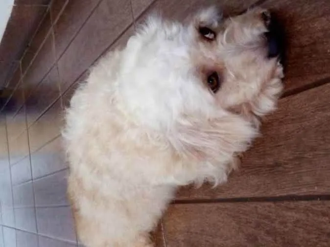 Cachorro ra a Poodle com vira lata idade 4 anos nome Hope